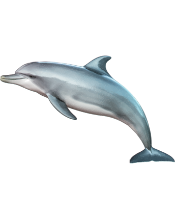 delfin