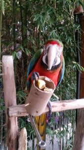 guacamayo con una pieza de enrequecimiento ambiental