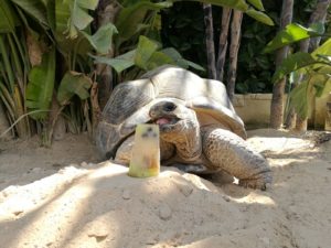 tortuga comiendo fruta congelada