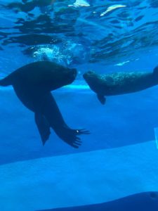 leones marinos debajo del agua