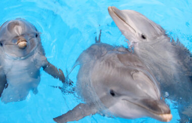 3 dolphins