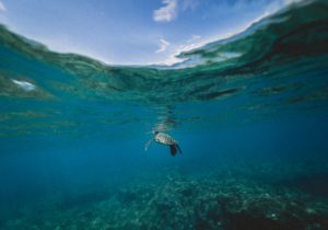 tortuga en el mar