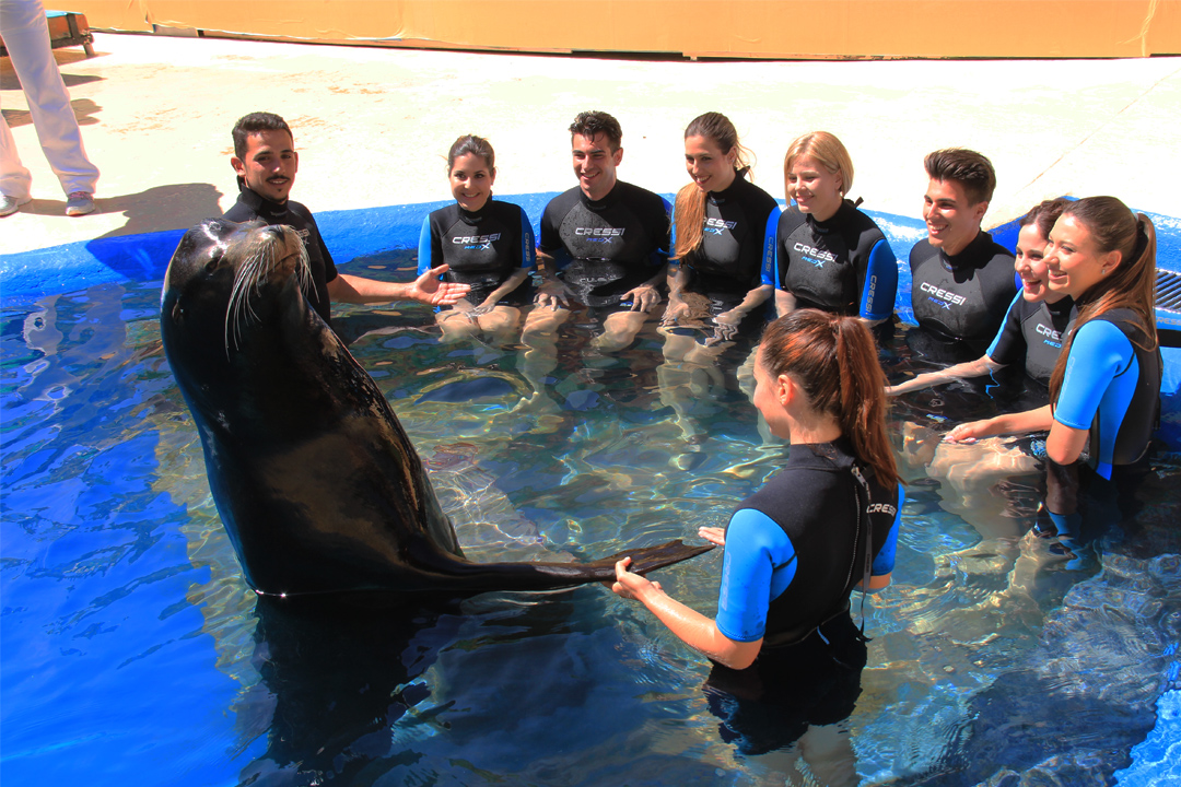 Cómo es la experiencia de nadar con leones marinos – Mundomar Benidorm