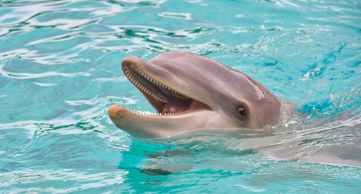 Dolphing swimming