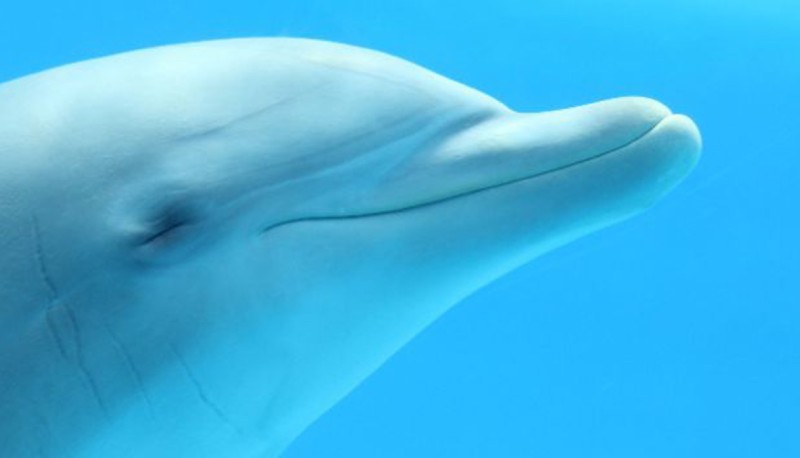 Dolphins May Remember Personal Experiences