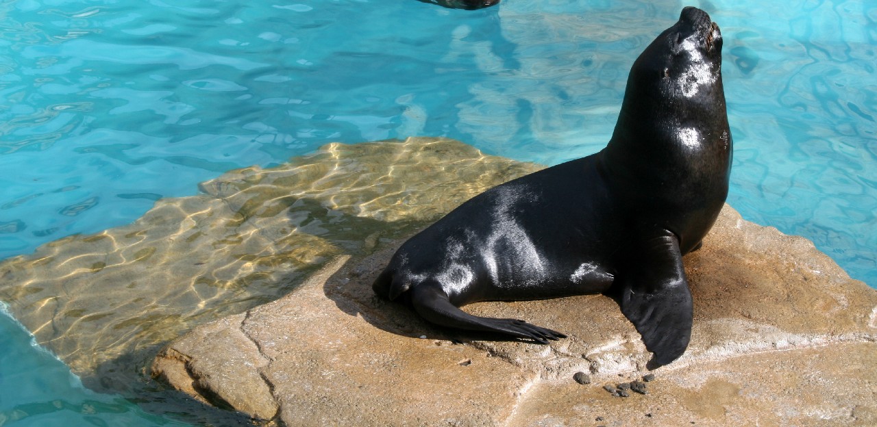 What are the differences between seals and sea lions? - Mundomar  BenidormMundomar Benidorm
