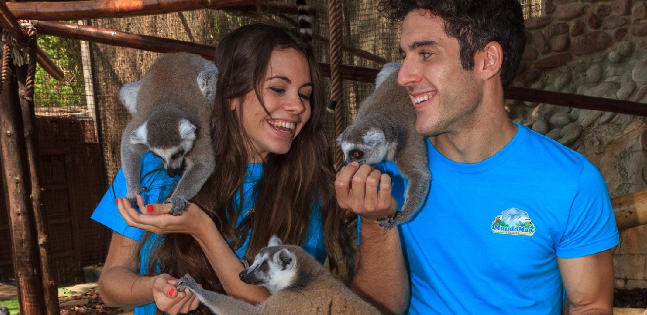 Two people enjoying Animal Experience with lemurs catta
