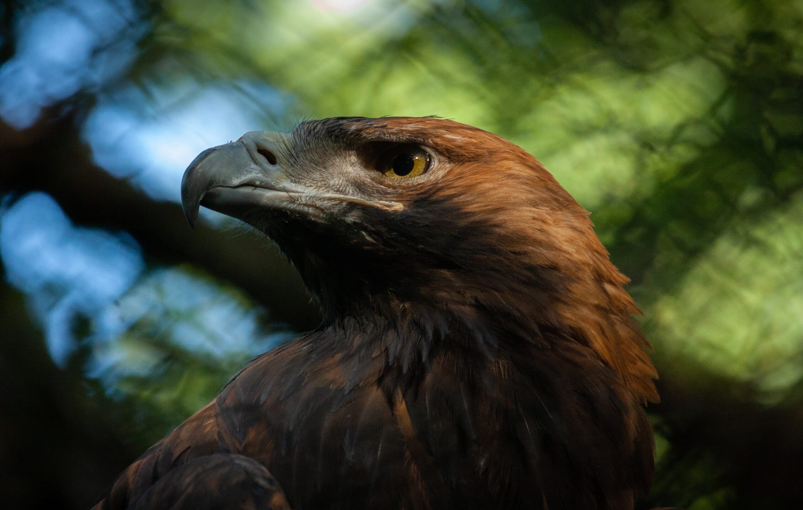 Aves en peligro de extinción – Mundomar Benidorm